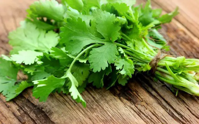 how-to-store-cilantro